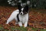 EPAGNEUL PAPILLON 084